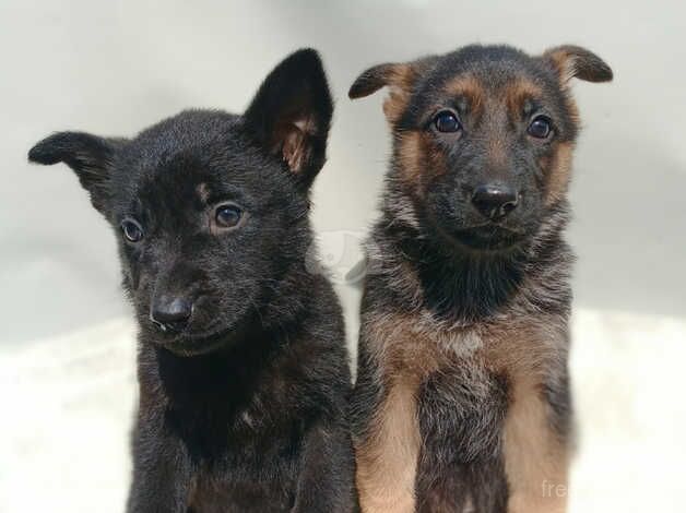 Purebred German Shepherd Pups for sale in Enniskillen, Fermanagh - Image 3