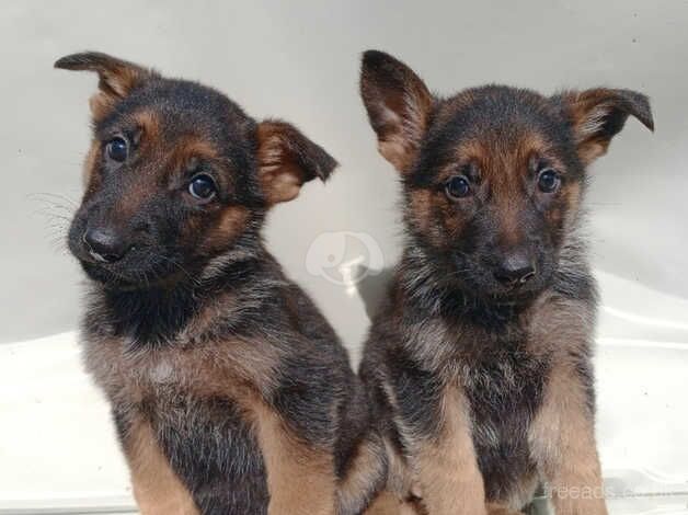 Purebred German Shepherd Pups for sale in Enniskillen, Fermanagh - Image 4