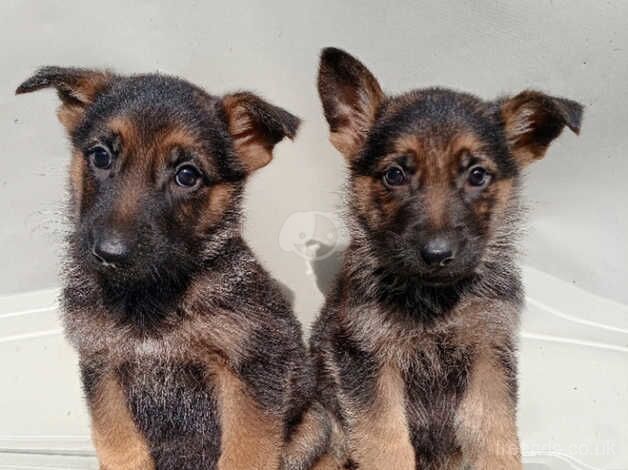 Purebred German Shepherd Pups for sale in Enniskillen, Fermanagh - Image 5