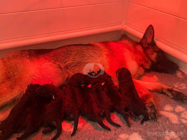 German Shepherd Puppies for sale in Diss, Norfolk - Image 1