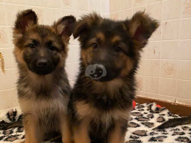 German Shepherd puppies for sale in Glasgow, East Renfrewshire - Image 1