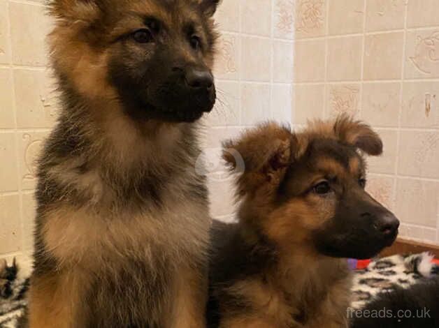 German Shepherds for sale in Glasgow, East Renfrewshire