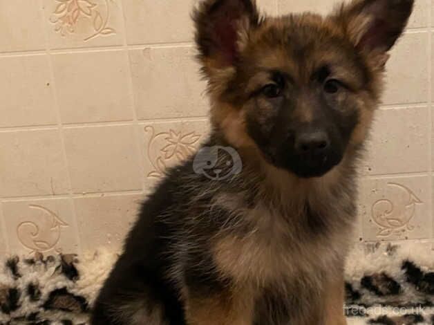 German Shepherd Puppies for sale