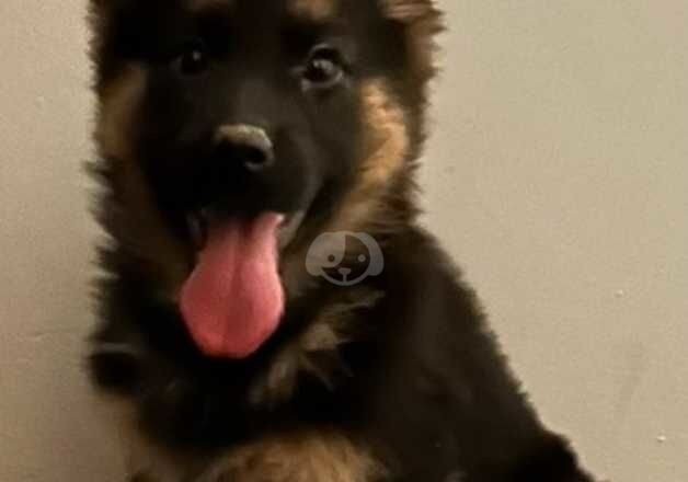 German shepherd Puppies for sale in Glasgow, Glasgow City