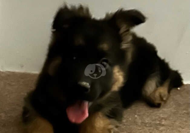 German shepherd Puppies for sale in Glasgow, Glasgow City - Image 2