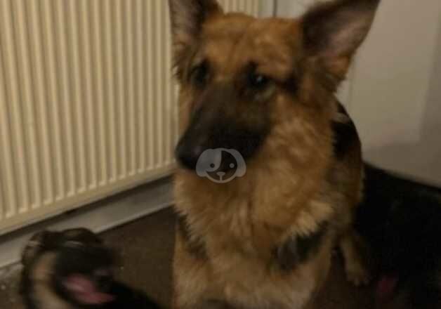 German Shepherd Puppies for sale in Glasgow City