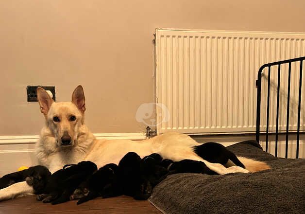 German Shepherd Puppies for sale in Hartlepool, County Durham