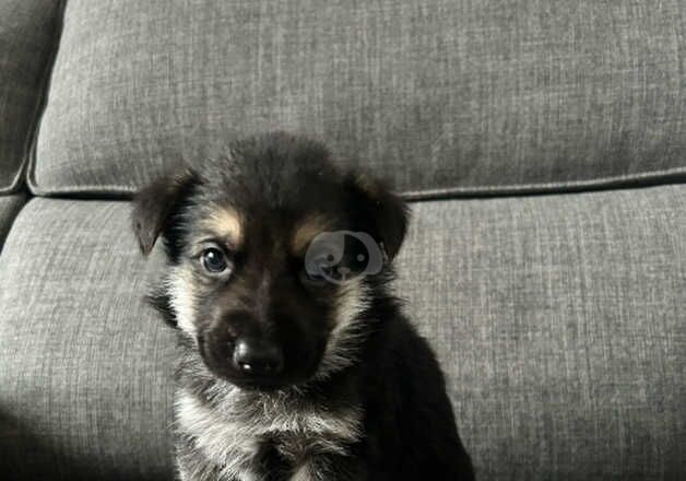 German Shepherd Puppies for sale in Hartlepool, County Durham - Image 2