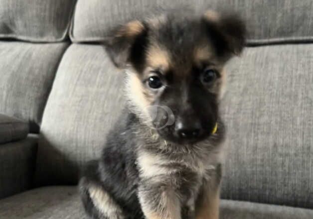 German Shepherd Puppies for sale in County Durham