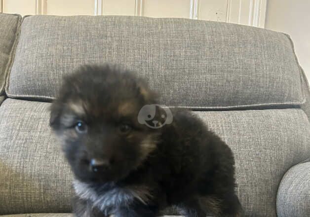 German Shepherd Puppies for sale in Hartlepool, County Durham - Image 5