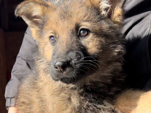 German shepherd puppies for sale in Holsworthy, Devon