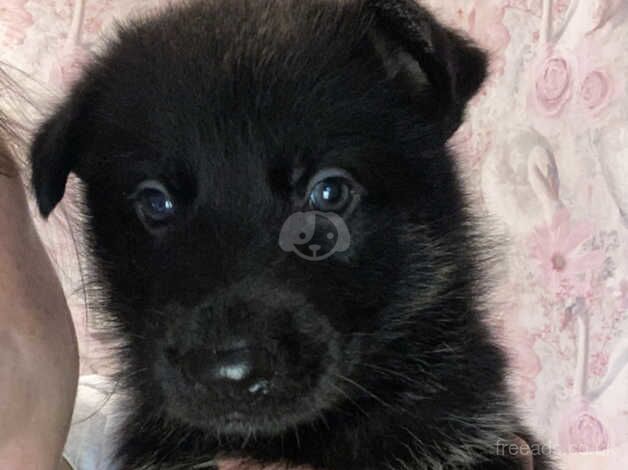 German Shepherd puppies for sale in Hull, East Riding Of Yorkshire - Image 2