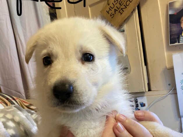 German Shepherd puppies for sale in Hull, East Riding Of Yorkshire - Image 4