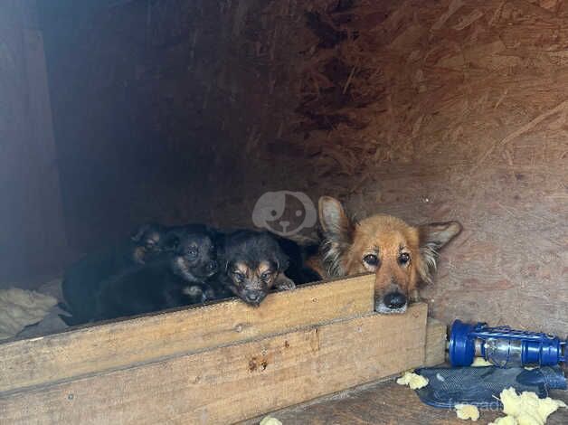 German shepherd puppies for sale in Kingston upon Hull, East Riding of Yorkshire