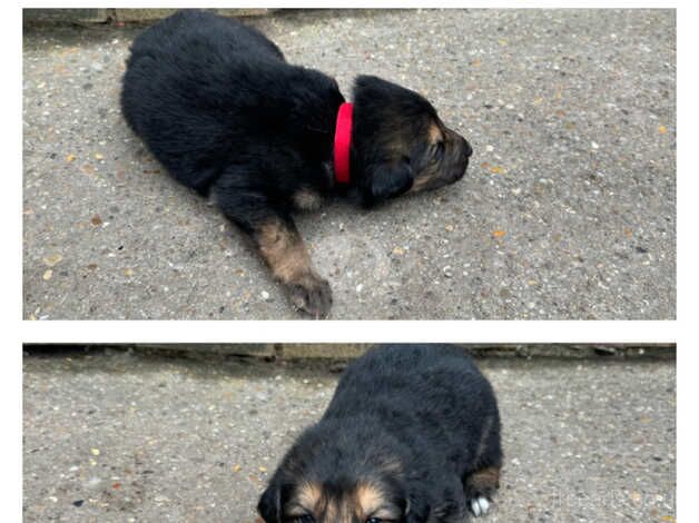 German Shepherd Puppies for sale