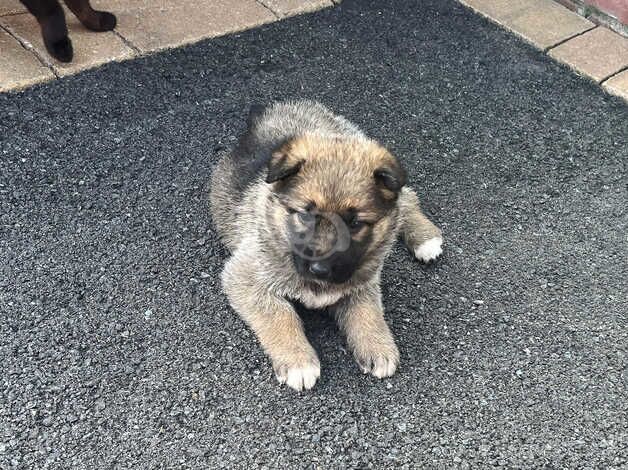 GERMAN SHEPHERD PUPPIES for sale in Llanelli, Carmarthenshire