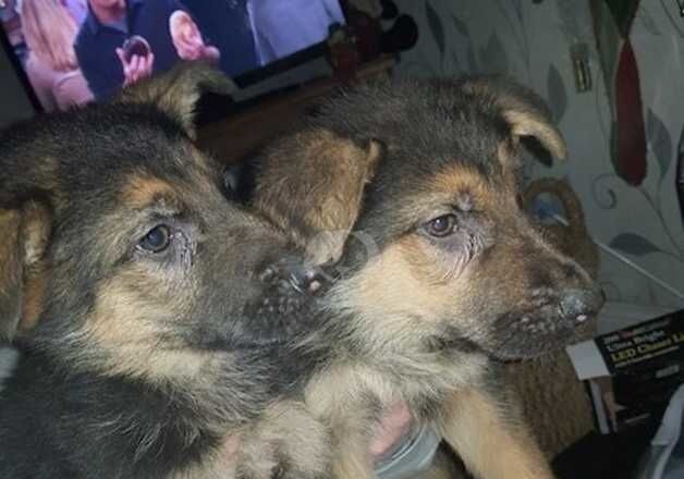 German Shepherd puppies for sale in Luton, Bedfordshire