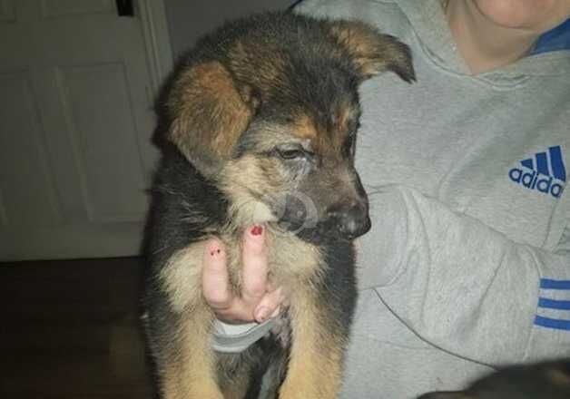 KC Registered German Shepherd Puppies for sale in Bedfordshire