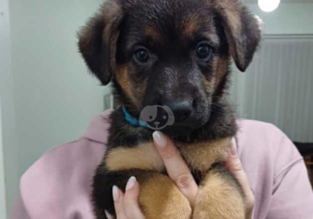 German Shepherd Puppies for sale in Morecambe, Lancashire