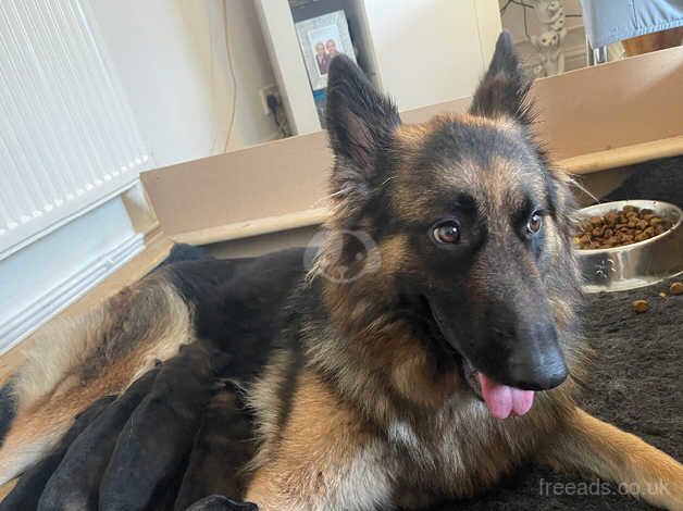 German shepherd puppies for sale in Neath, Neath Port Talbot - Image 1