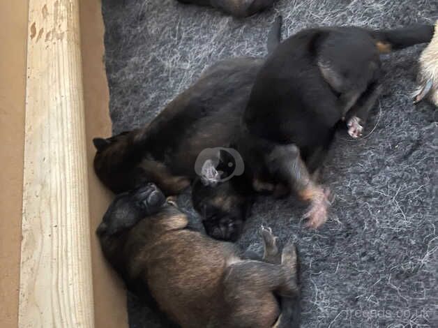 German Shepherds for sale in Neath, Neath Port Talbot