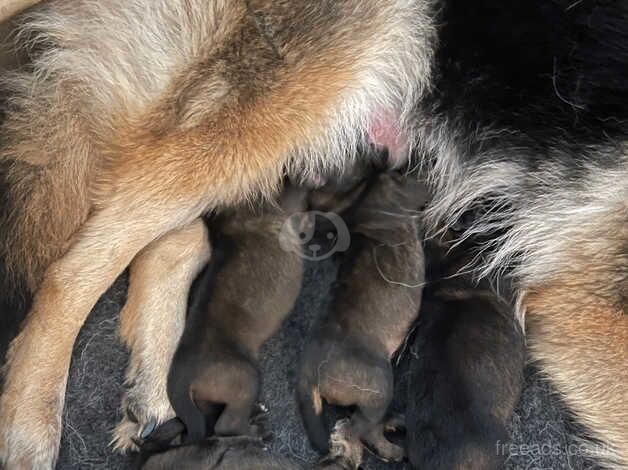 German Shepherd Puppies for sale in Neath Port Talbot