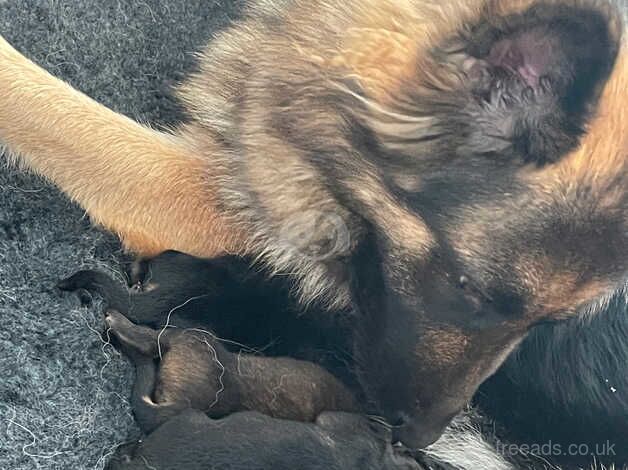 German shepherd puppies for sale in Neath, Neath Port Talbot - Image 5