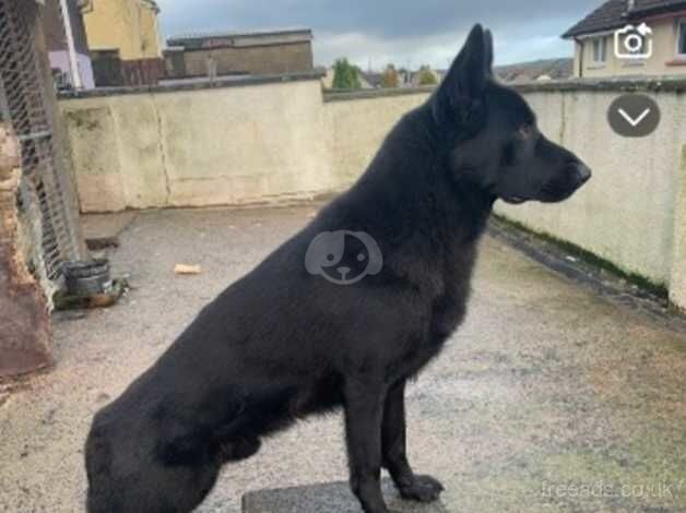 German shepherd puppies for sale in Newry, Newry and Mourne