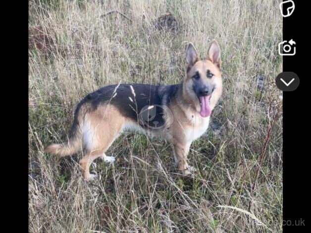 German Shepherds for sale in Newry, Newry and Mourne