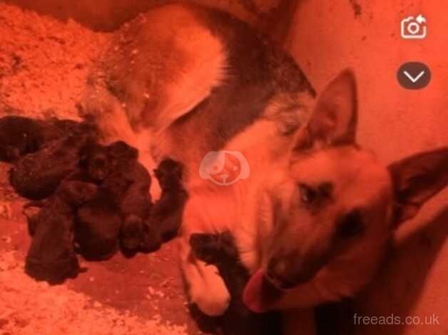 German Shepherd Puppies for sale in Newry and Mourne