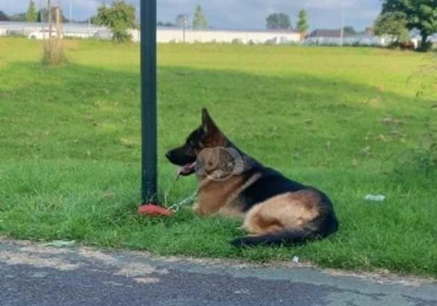 German Shepherd Puppies for sale