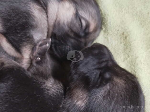 German Shepherds for sale in Omagh, Omagh