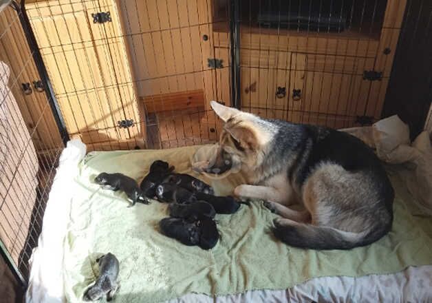 German Shepherd Puppies for sale in Omagh, Omagh