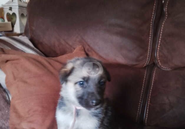 German Shepherds for sale in Omagh, Omagh