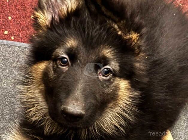 German shepherd puppies for sale in Retford, Nottinghamshire