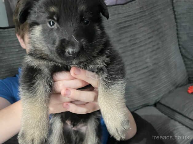 German shepherd puppies for sale in Rossendale, Lancashire - Image 1