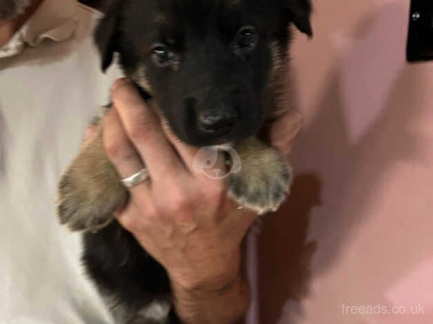 German shepherd puppies for sale in Rossendale, Lancashire - Image 2