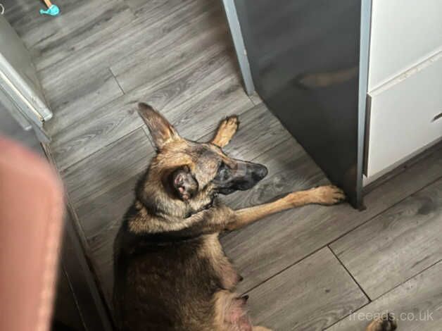 German shepherd puppies for sale in Rossendale, Lancashire - Image 3