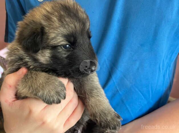 German shepherd puppies for sale in Rossendale, Lancashire - Image 4