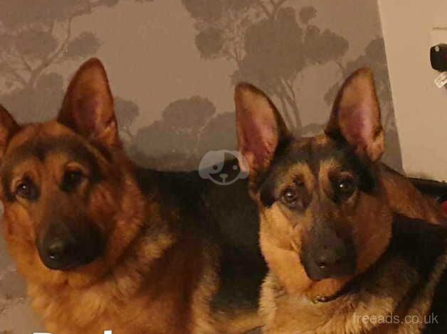 German shepherd puppies for sale in Rugby, Warwickshire