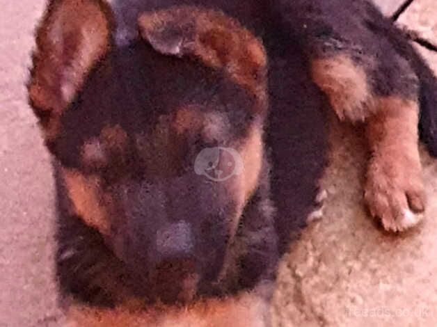 German Shepherd Puppies for sale in Warwickshire