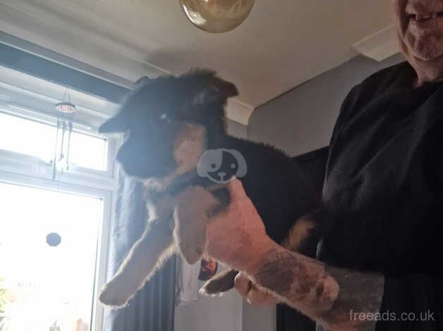 German shepherd puppies for sale in Rugby, Warwickshire - Image 1