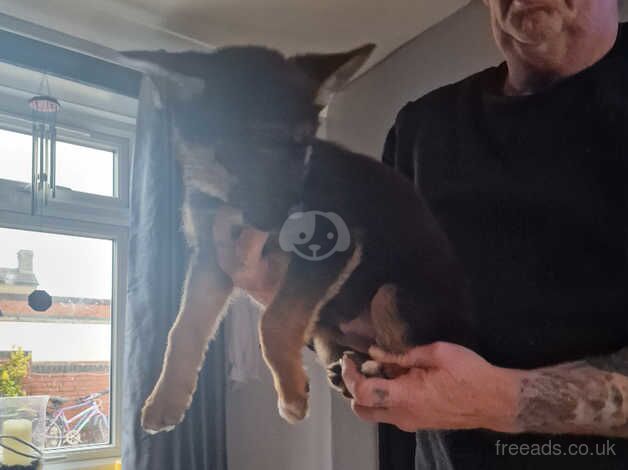 German Shepherds for sale in Rugby, Warwickshire