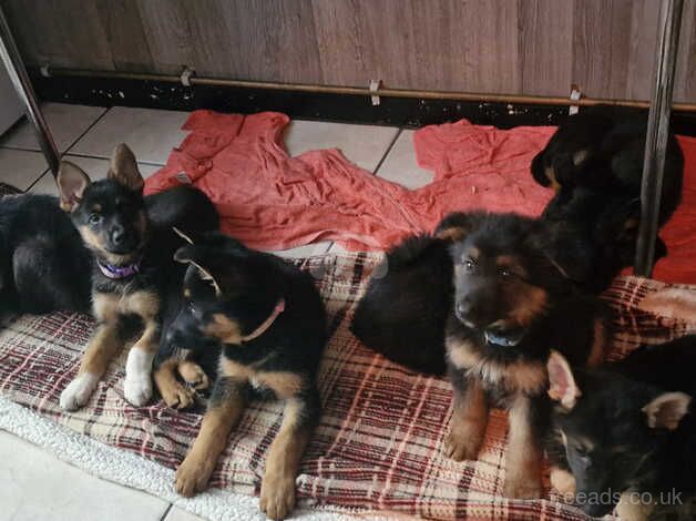 German Shepherd Puppies for sale