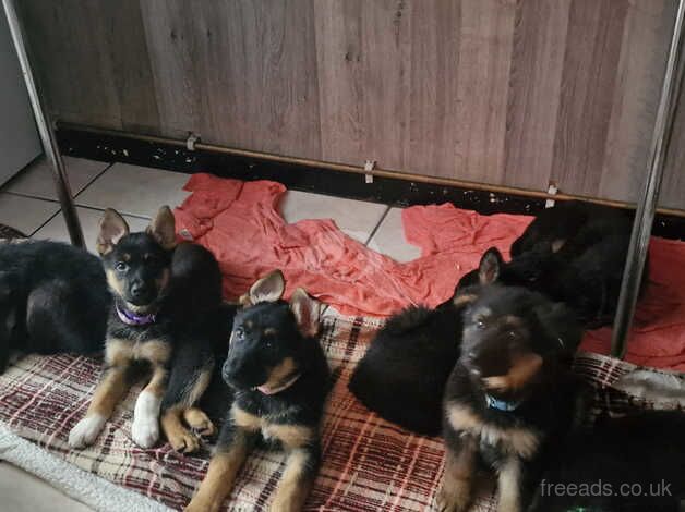 German shepherd puppies for sale in Rugby, Warwickshire - Image 5