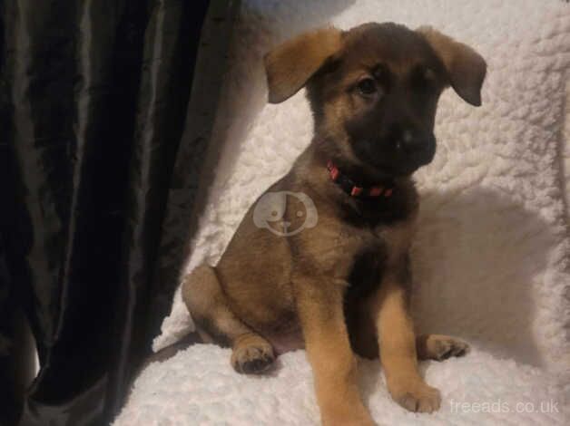 German Shepherd Puppies for sale in Da Toon o Ham, Shetland Islands - Image 1