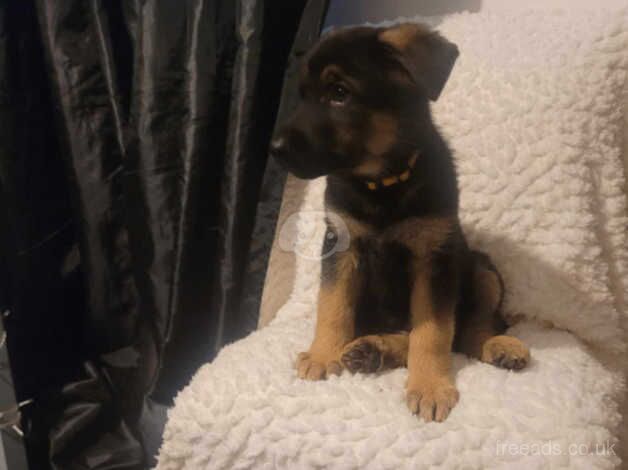 German Shepherd Puppies for sale in Da Toon o Ham, Shetland Islands - Image 2