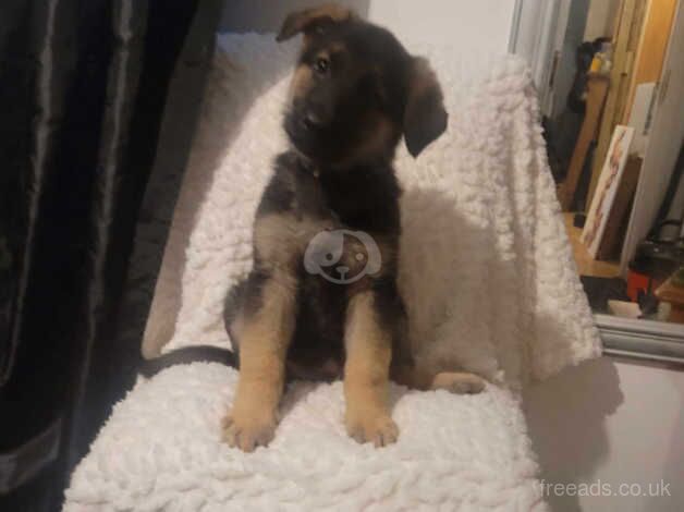 German Shepherd Puppies for sale in Da Toon o Ham, Shetland Islands - Image 3