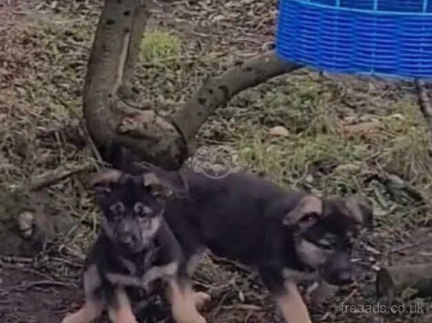 German Shepherd Puppies for sale in Da Toon o Ham, Shetland Islands - Image 4