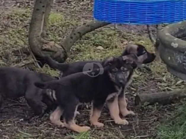 German Shepherd Puppies for sale in Da Toon o Ham, Shetland Islands - Image 5